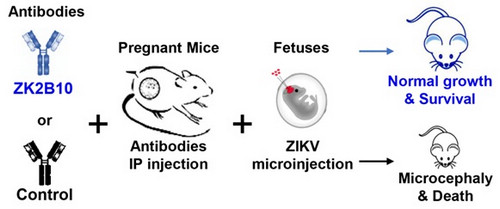 Human Neutralizing Antibody Protects Against Zika Virus In Mouse Models Institute Of Genetics